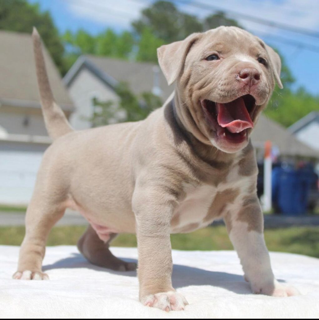 Champagne pitbull shop puppies for sale