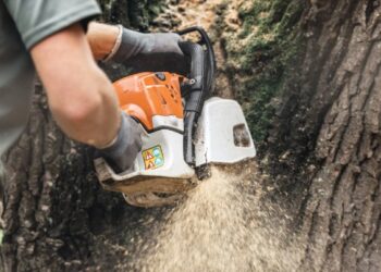 How to Find Cheap Tree Removal Services