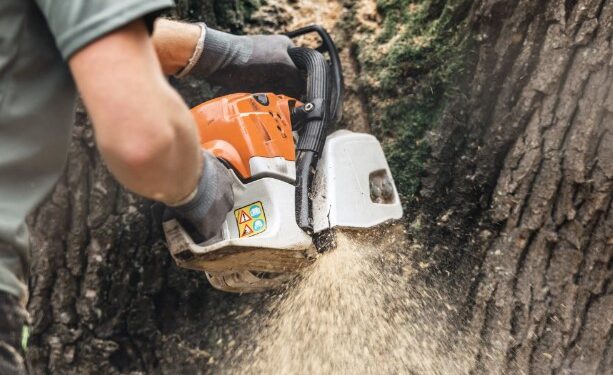 How to Find Cheap Tree Removal Services