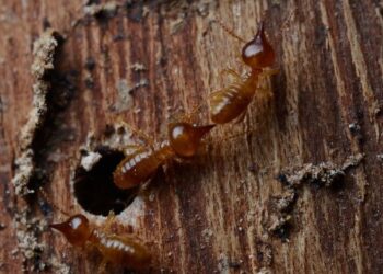 Flying Termites