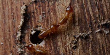 Flying Termites