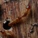 Flying Termites